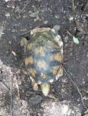 Terrapene carolina yucatana