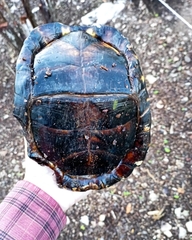 Terrapene carolina yucatana