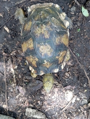 Terrapene carolina yucatana