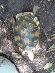 Terrapene carolina yucatana