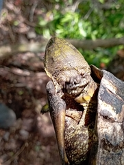Terrapene carolina yucatana