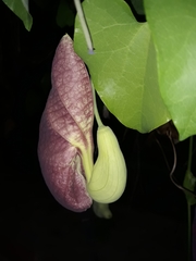 Aristolochia littoralis