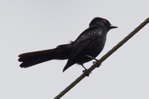 Hudson's Black Tyrant (Knipolegus hudsoni), photo 6