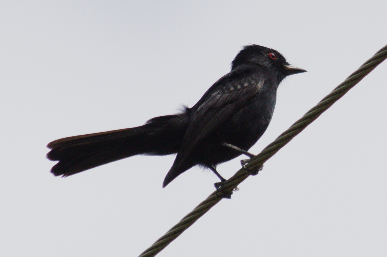 Hudson's Black Tyrant (Knipolegus hudsoni), photo 7