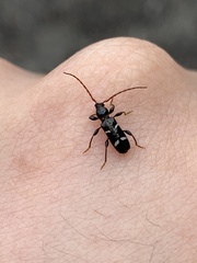 Phymatodes nitidus