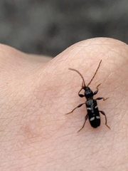 Phymatodes nitidus