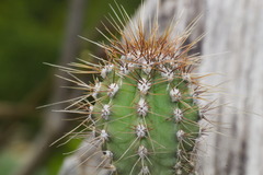 Cereeae