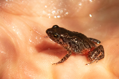 Arthroleptis xenodactyloides