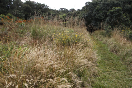 Image of Digitaria eriantha by (c) Tony Rebelo, some rights reserved (CC BY-SA)