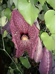 Aristolochia littoralis