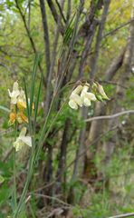 Lathyrus pannonicus collinus