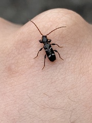 Phymatodes nitidus