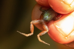 Arthroleptis xenodactyloides