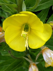 Oenothera × fallax