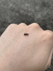 Phymatodes nitidus