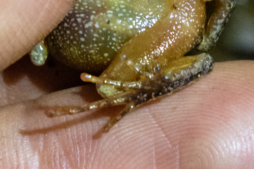 Ruo River Screeching Frog
