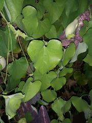 Aristolochia littoralis
