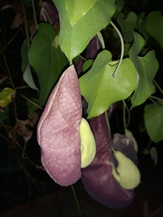 Aristolochia littoralis