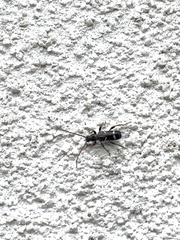 Phymatodes nitidus