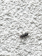 Phymatodes nitidus