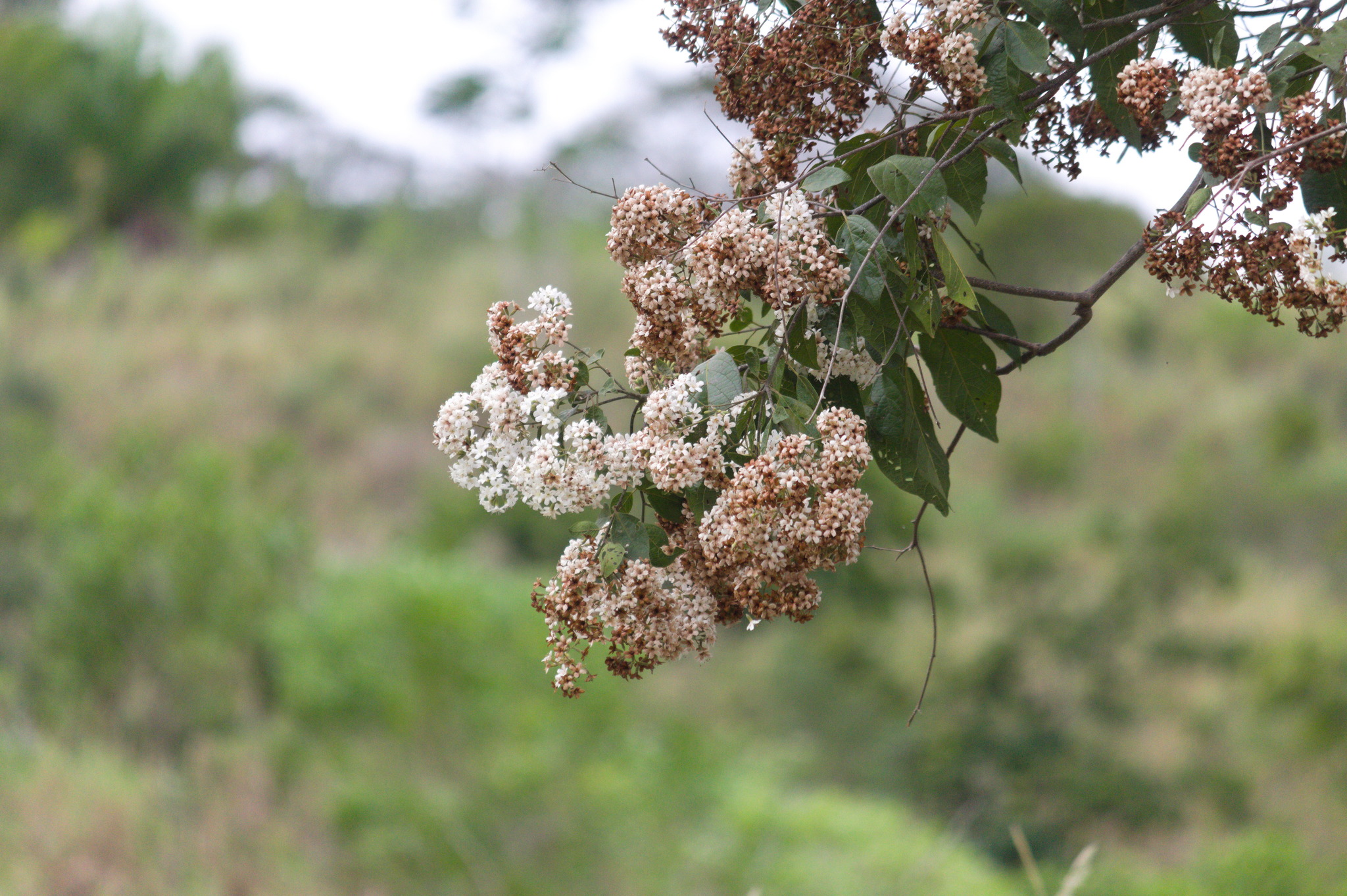 Cordia glabrata