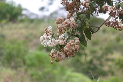 Cordia glabrata