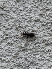 Phymatodes nitidus