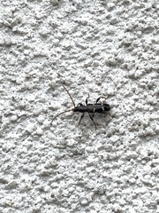 Phymatodes nitidus