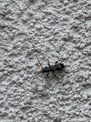 Phymatodes nitidus
