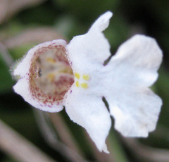 Diclis