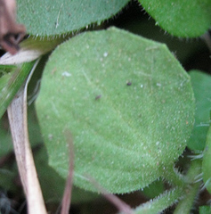 Diclis