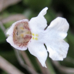 Diclis