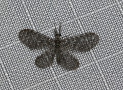 Nallachius americanus