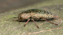 Dicerca berolinensis