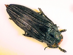 Buprestis lyrata