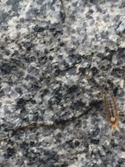 Ligia exotica
