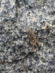 Ligia exotica