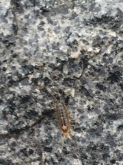 Ligia exotica