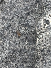 Ligia exotica