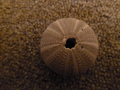 Amblypneustes elevatus