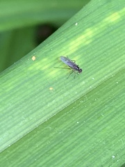 Lonchoptera bifurcata