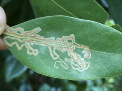 Phyllocnistis magnoliella
