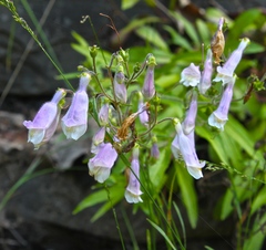 Penstemon hirsutus