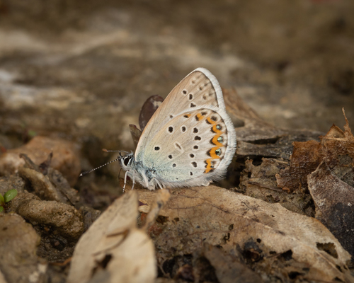 Northern Blue, Provincia di Forlì-Cesena, Italia, photo 9 of 10