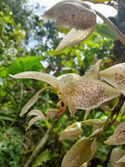 Stanhopea oculata