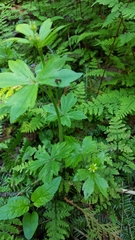 Ranunculus abortivus