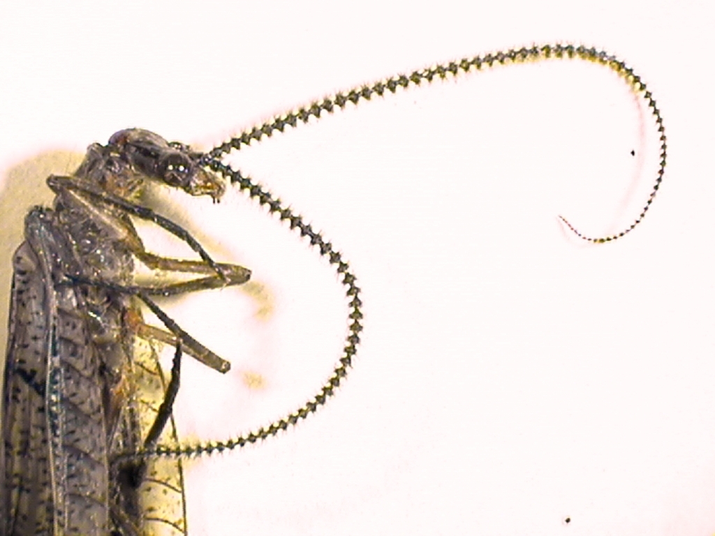 Neohermes californicus
