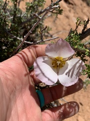 Calochortus nuttallii