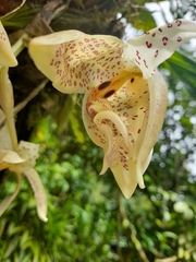 Stanhopea oculata