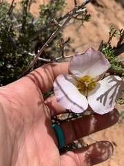 Calochortus nuttallii